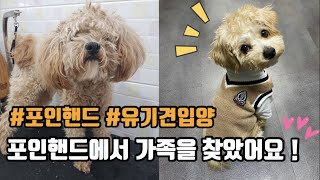 포인핸드 유기견 입양 후기, 떠돌이개에서 귀여운 말티푸로🐶 | 위더스보호센터 | 포인핸드 | 유기견입양