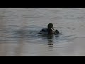 청둥오리 짝짓기 mallard mating anas platyrhynchos