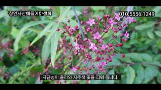 #자금성 #번식이강함 #주의해야할점 #키우기쉬운꽃 #병충해에강함 #개화기간이김 #자연발아 #자주색꽃이인상적임 #노지월동