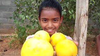 Toor dal with yellow cucumber Recipe ( దోసకాయ పప్పు) Cooking by My Daughter in My Village