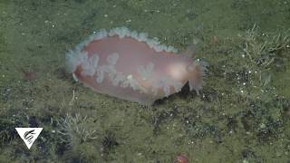 Tritonia sea slug