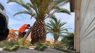 Canary Date Palm Trimming in North Las Vegas