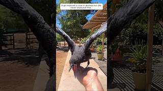 A girl rescued a crow in distress but she never expected that... #animalshorts #animalrescue