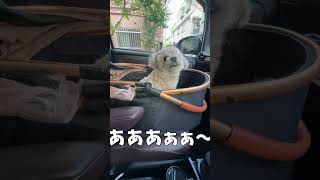 到着したら起きる犬 【関西弁でしゃべる犬】#453 Dog waking up when you arrive 【Dog talking 】 #shorts