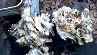 Wild Maitake - Spawn Bed Techniques Part 1/2