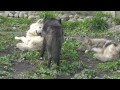 2011年10月13日　旭山動物園　シンリンオオカミ１