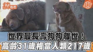 世界最長壽狗狗離世!高齡31歲相當人類217歲｜TVBS新聞@TVBSNEWS01