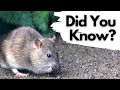 Things you need to know about BROWN RATS!