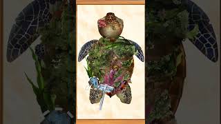 rescue sea turtles remove barnacles#animation #trendingshorts #treatmentanimation #asmr #viral