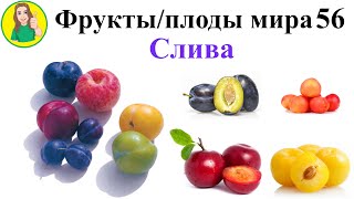 Фрукты   плоды мира 56 – Слива Сыроедение Фрукторианство