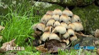 Coprinus micaceus Timelapse Documentazul