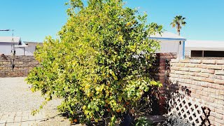 Fertilizing My Lime and Lemon Tree