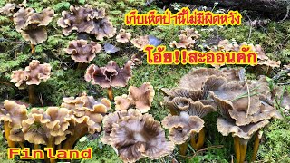 #เก็บเห็ดดำฟินแลนด์ป่านี้ไม่มีผิดหวัง คลิปเห็ดมาแล้วจ้า 🍄 Finnish wild mushrooms 🍄