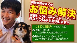 【愛犬のお悩み解決コーナー】甘噛みが直りません。プロにお願いした方が良いですか？離乳食を与えているのですが、コングは使わない方が良いですか？