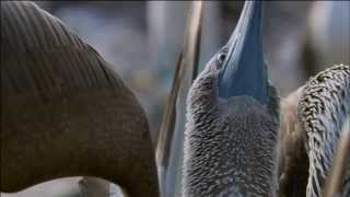 Blue-Footed Booby Bird Mating Dance | Love in The Animal Kingdom | Nature on PBS