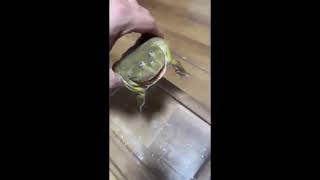 Frog Screaming Underwater