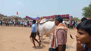 హరి కృష్ణ గారి హాలహర్వి ఈరన్న ఎద్దులు గిరక పోటీలకు కోర్ట్ ఎంట్రీ ఇచ్చిన very powerfull khillariBulls