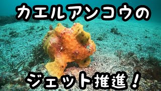 [伊豆ダイビング]カエルアンコウのジェット推進移動！！