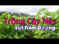 Cây Bó Liền Xương Rất Nhanh, trị Mất Ngủ, Ho Lâu Ngày Tuyệt Zời | CTVC