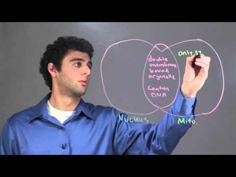 Which is smaller mitochondria or nucleus?