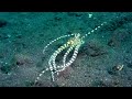 underwater wonders the wunderpus octopus