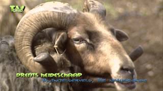 ZooAnimals and their wild peers - Drents Heideschaap \u0026 lammetjes