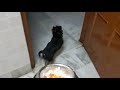 what homemade food i feed my yorkshire terrier puppy