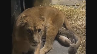 ライオンの双子の赤ちゃん誕生　母親に甘える姿が話題に　ノースサファリサッポロ・北海道