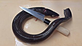 Part 2, conger eel sashimi, grooming a 1kg grade fish