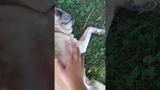 petting doge 23 laying low