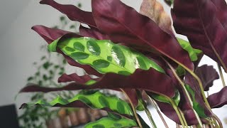 My Calathea Collections :Calathea Lancifolia/Calathea RattleSnake | urbanjungleuae | myplantstories