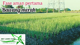 UPDATE BAWANG MERAH VARIETAS TAJUK DAN BANUS NGADIPURO