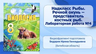 Тип Хордовые. Тема 26. Надкласс рыбы. Речной окунь — представитель костных рыб.