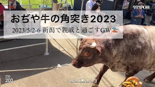 【おぢや牛の角突き（闘牛）🐃】親戚と過ごす最高のGW🎏