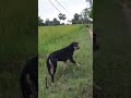 Dogs lying on the grass