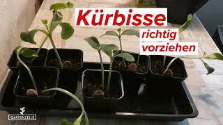 Kürbis Anzucht 🎃 Kürbisse richtig vorziehen! Von der Aussaat bis zum Auspflanzen!