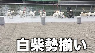 白柴犬アンズ、白柴の集い