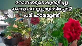 റോസിന്റെ കുരുടിപ്പു മാറ്റാം#Remedy for rose, chethy flowers kurudippu#Rose plant caring.