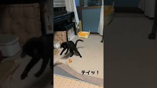 猫の1人遊び　黒猫ソマリ