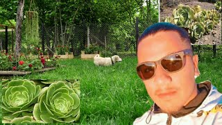 الروتين اليومي لمزرعتي🏡 وآخر التطورات مع زراعة⛏️ الورود🌹 المناسبة المزرعة🏚️ (parti 2 )