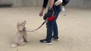 犬の幼稚園 レオくんとトレーニング