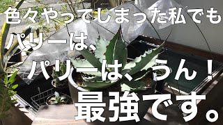 最強のパリーが私は好きです。【パリー】【トランカータ】【トルンカータ】