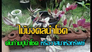 ไม้มงคลนำโชค​ ต้นก้ามปูนำโชค​หรือวาสนาห่อทรัพย์