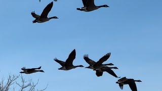 Birdwatching For The Morning, Red Tailed Hawks, American Black Ducks \u0026 Resident Canada Geese