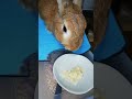 むぎちゃん🐰お薬の後の バナナ🍌 うさぎ うさぎのいる暮らし