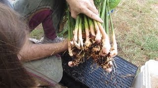 How to harvest \u0026 plant out Galangal...