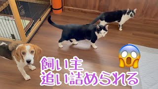 【BEAGLEさつき】見事なフォーメーションで部屋の隅まで飼い主を追い詰める犬と猫たち。Satsuki the Beagle and Senior cats