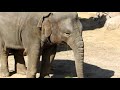 東山動物園さくらちゃんの食事風景