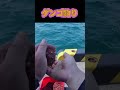 チヌのダンゴ釣り