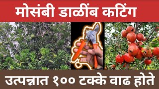 मोसंबी डाळिंब कटिंग | मोसंबी कटिंग २०२४ | डाळिंब कटिंग | Maharashtra farming 2024